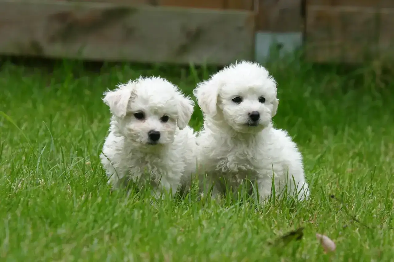 Deux adorables chiots caniche croisé bichon, tout blancs et bouclés, gambadent dans l'herbe verte.