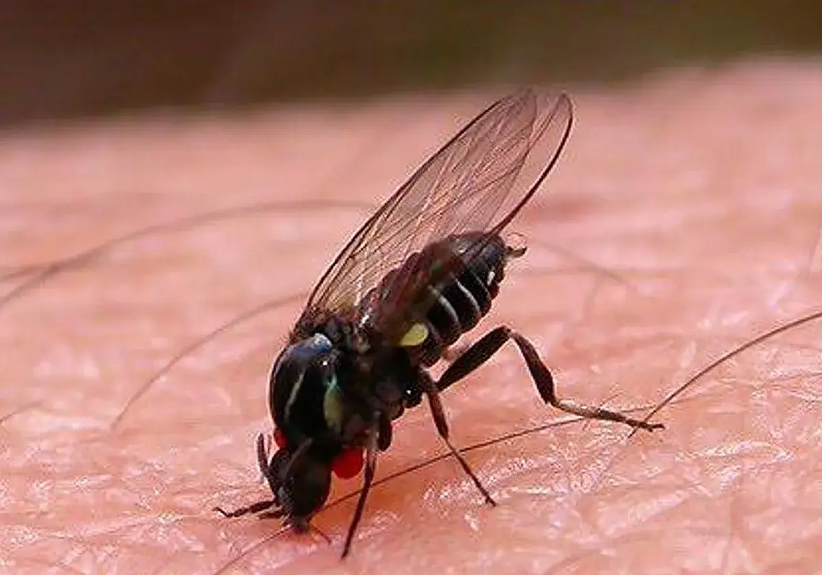 Mosca negra en España, un insecto diminuto con alas transparentes y ojos rojos, posado sobre la piel.
