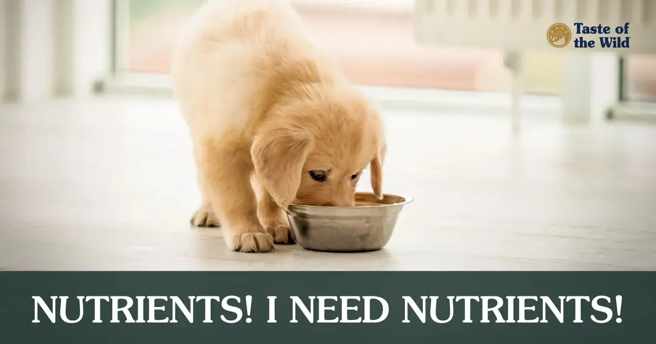 Un adorable chiot Golden Retriever se nourrit dans sa gamelle, soulignant l'importance d'une bonne alimentation chiot pour sa croissance.