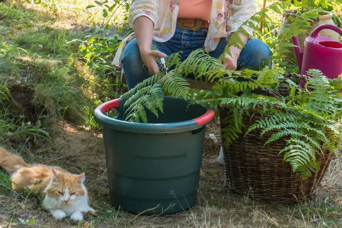 Pr&eacute;paration du purin de foug&egrave;re dans un jardin, avec un chat roux couch&eacute; &agrave; c&ocirc;t&eacute; d'un seau vert et d'un panier rempli de foug&egrave;res.