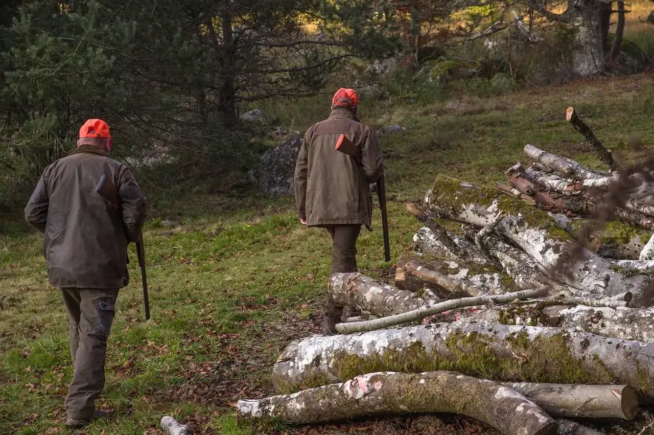 Dwóch myśliwych w pomarańczowych czapkach idzie przez las z bronią. Ich obecność może być dowodem na to, dlaczego myśliwy jest przyjacielem lasu – dbają o jego równowagę.