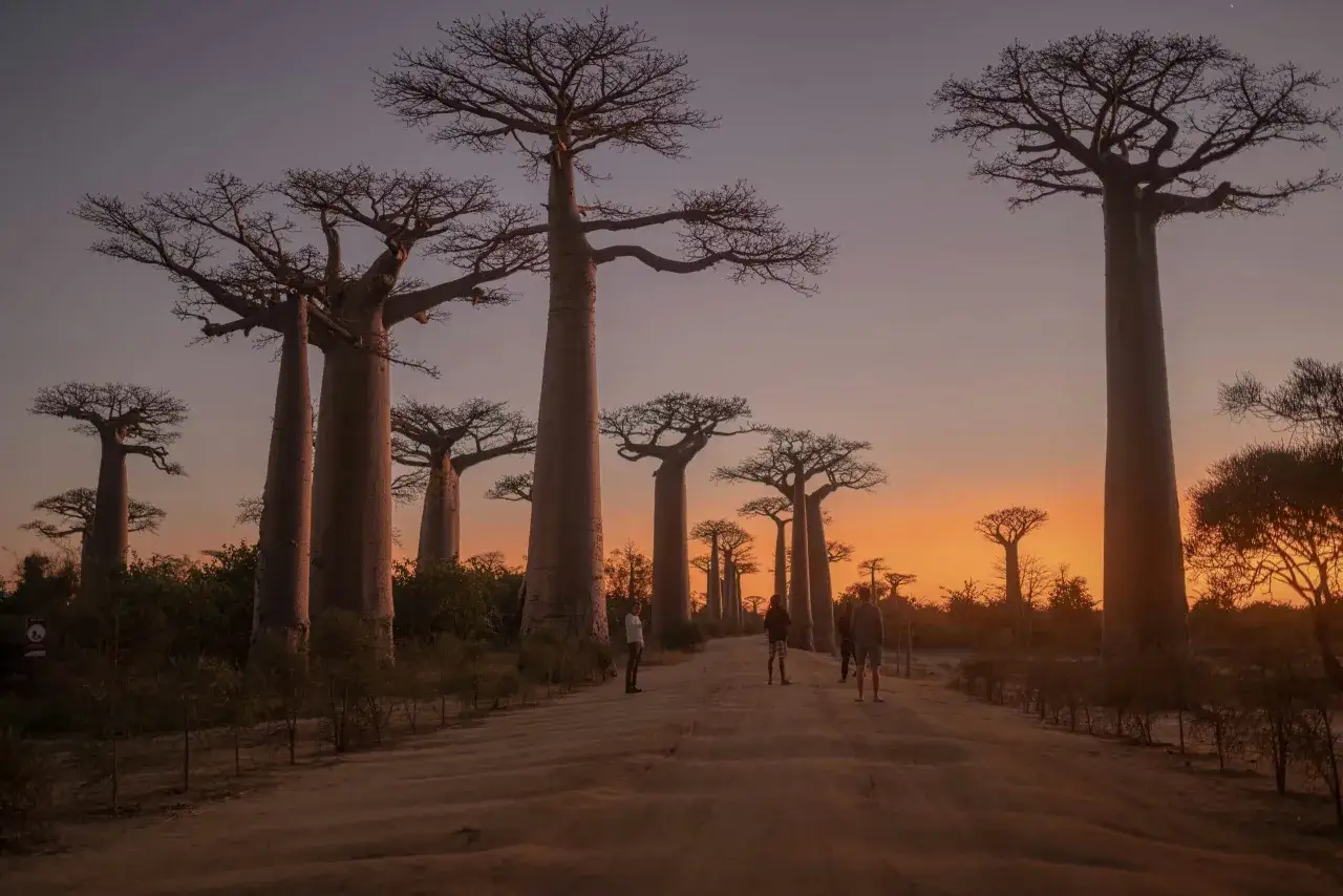 Aleja Baobabów na Madagaskarze o zachodzie słońca. Turyści podziwiający majestatyczne drzewa, jakby czekali na szczepienia przeciwko malarii.