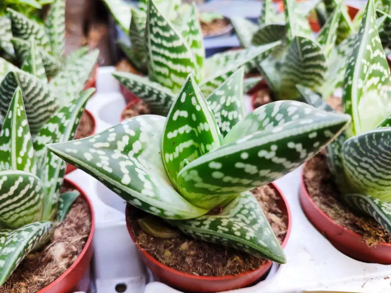 Plusieurs petites plantes d'alo&egrave;s aux feuilles vertes et blanches tachet&eacute;es, dispos&eacute;es en pots dans un plateau.
