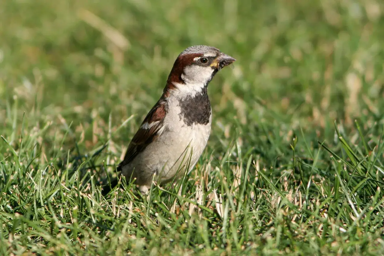 Ein Spatz mit einem Insekt im Schnabel, der zeigt, was Spatzen fressen.