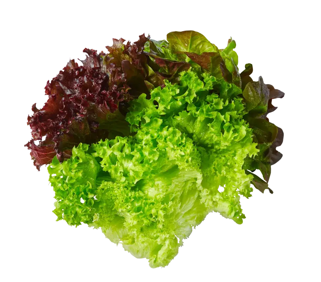 Bunter Salat mit Lollo Rosso
