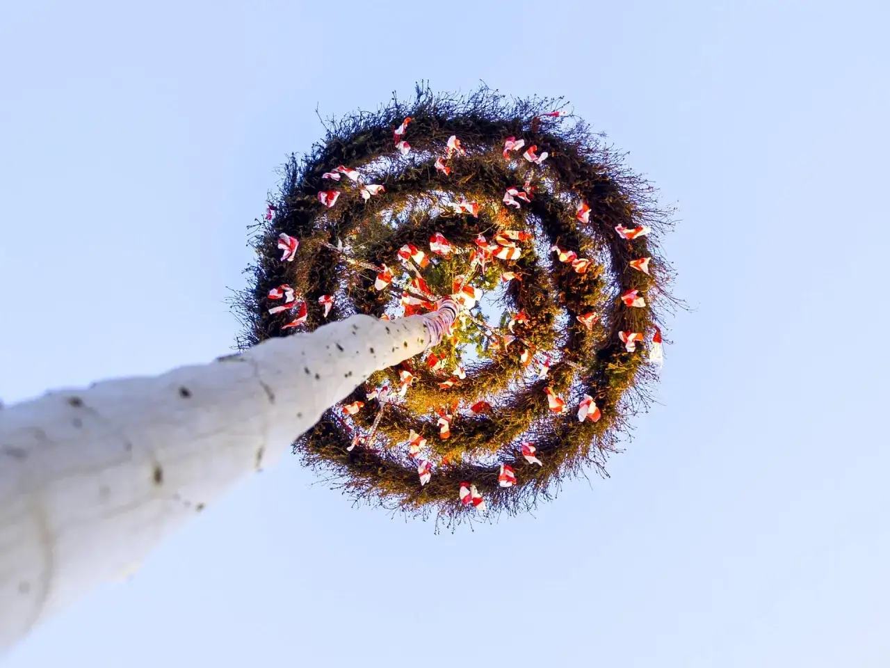 Ein geschmückter Maibaum mit roten und weißen Bändern, bereit für den Gottesdienst Pfingsten.