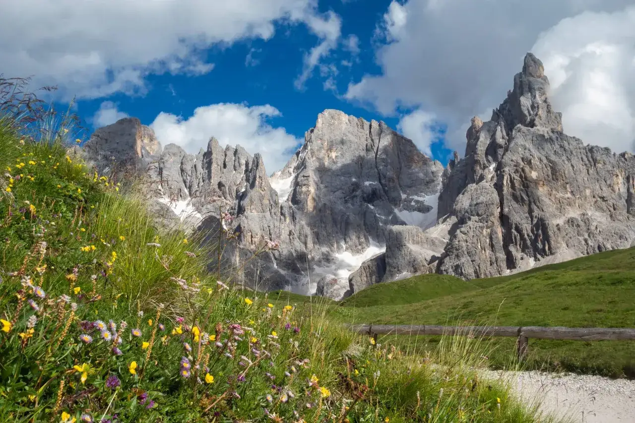 Prato fiorito in primo piano, con montagne imponenti e cielo azzurro sullo sfondo. Un paesaggio alpino mozzafiato al Passo Rolle, che invita a godere dell'altitudine.