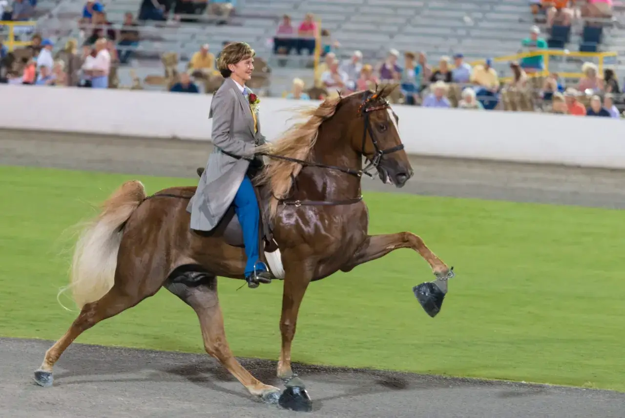 Une cavali&egrave;re en tenue &eacute;l&eacute;gante monte un Tennessee Walking Horse, dont la crini&egrave;re flotte au vent. Le cheval ex&eacute;cute un mouvement gracieux sur la piste verte.