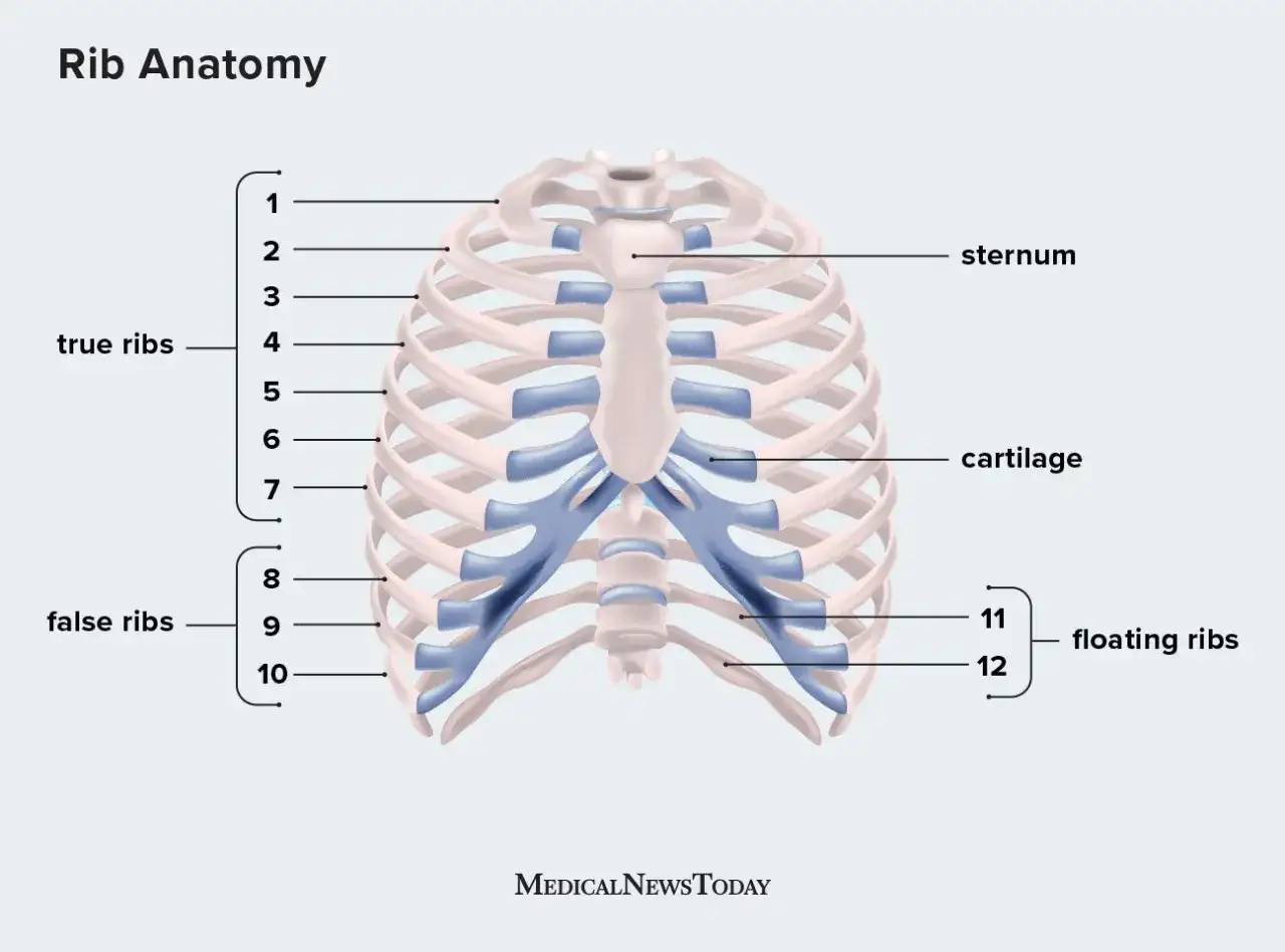 Detailreiche Darstellung der Anatomie des Brustkorbs mit Beschriftungen für wahre, falsche und freie Rippen sowie Sternum und Knorpel.