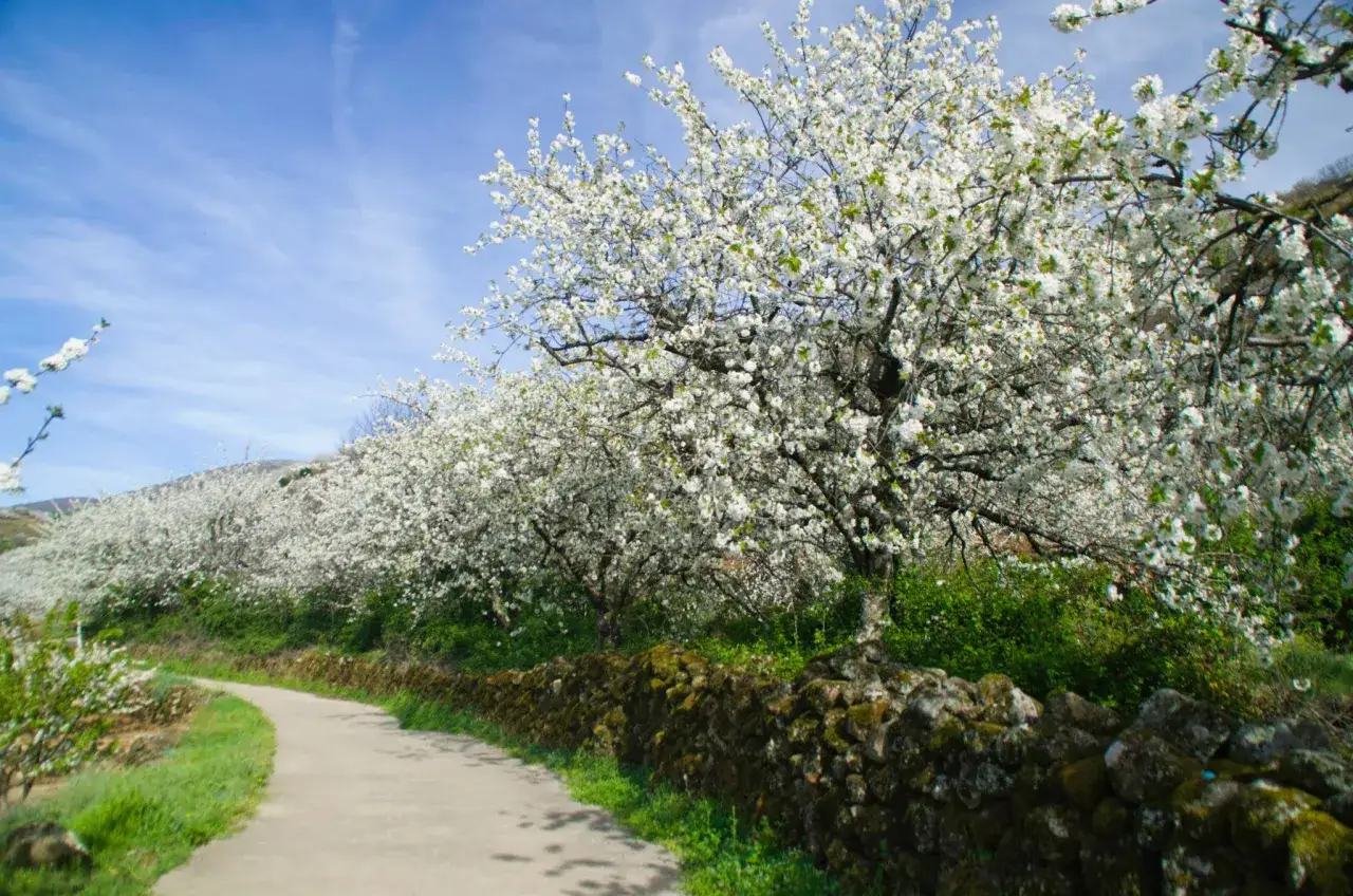 Un camino serpentea entre cerezos en flor en el **Valle del Jerte**, bajo un cielo azul con nubes tenues.