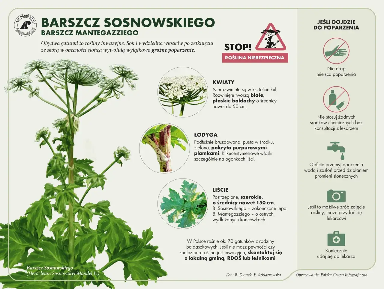 Kwiatostany baldach złożony