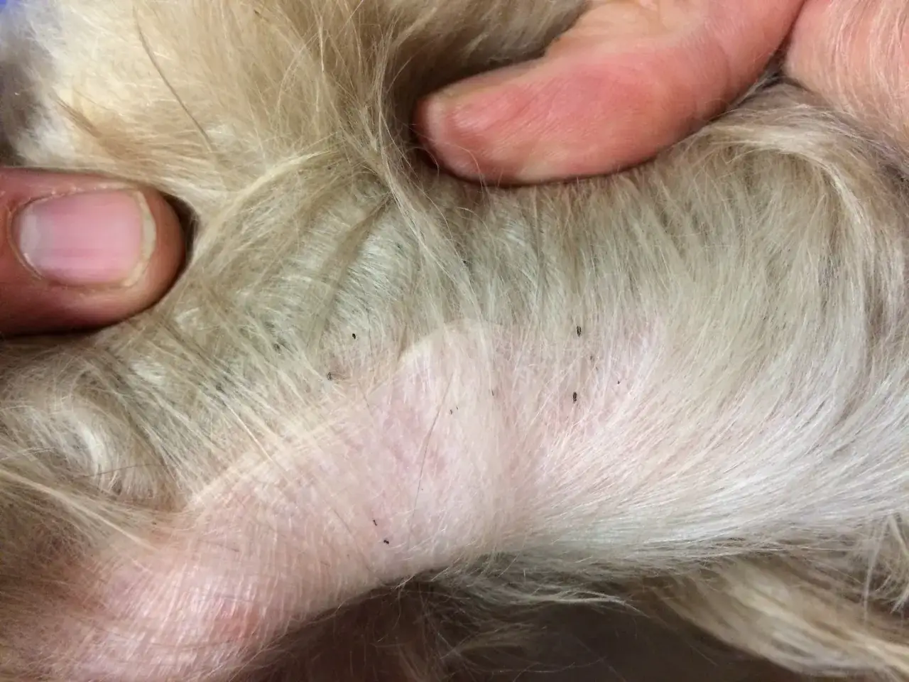 Petite peau irritée et plusieurs puces sur le pelage d'un chien. Pour savoir comment soulager un chien qui a des vers, consultez un vétérinaire.