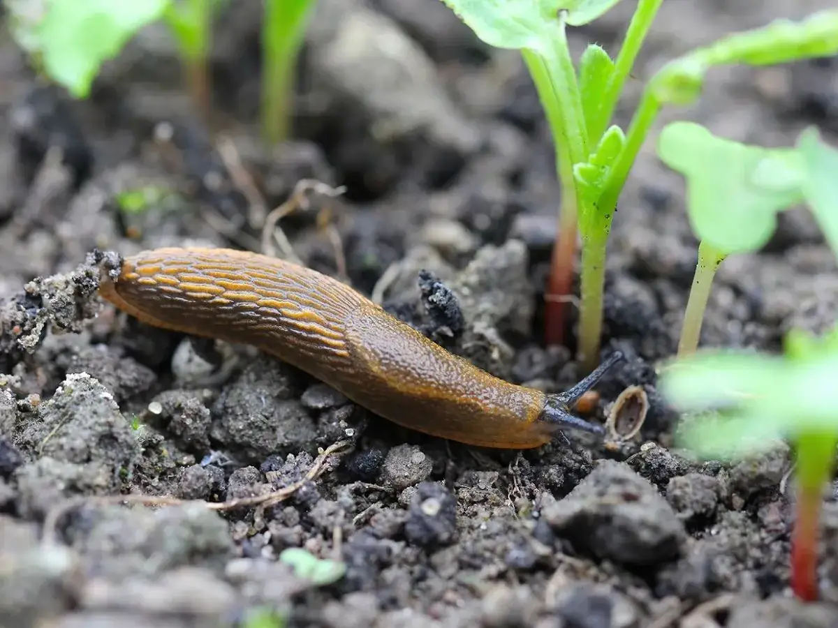 Pułapka piwna na ślimaki