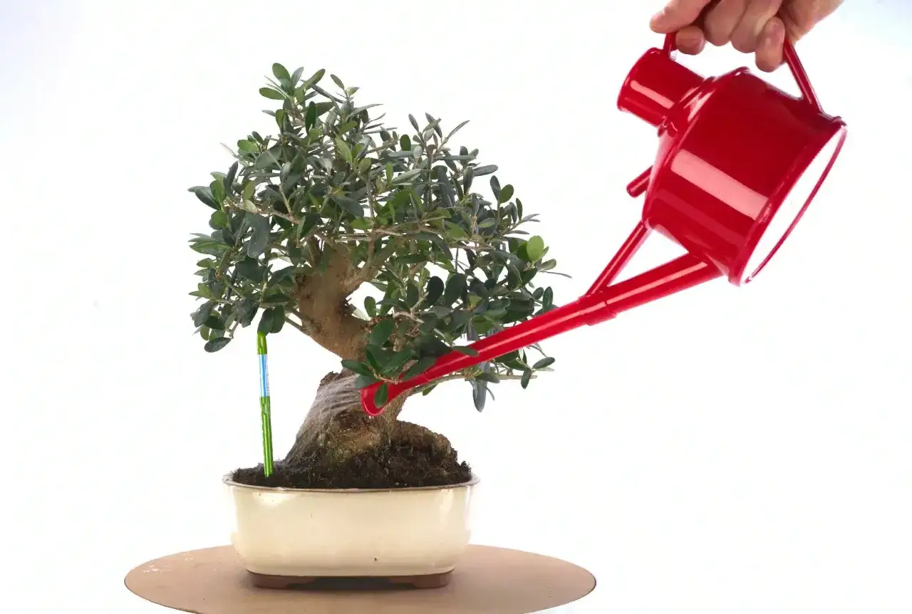 Persona riega un bonsai con una regadera roja. El cuidado de un bonsai es esencial para su salud.