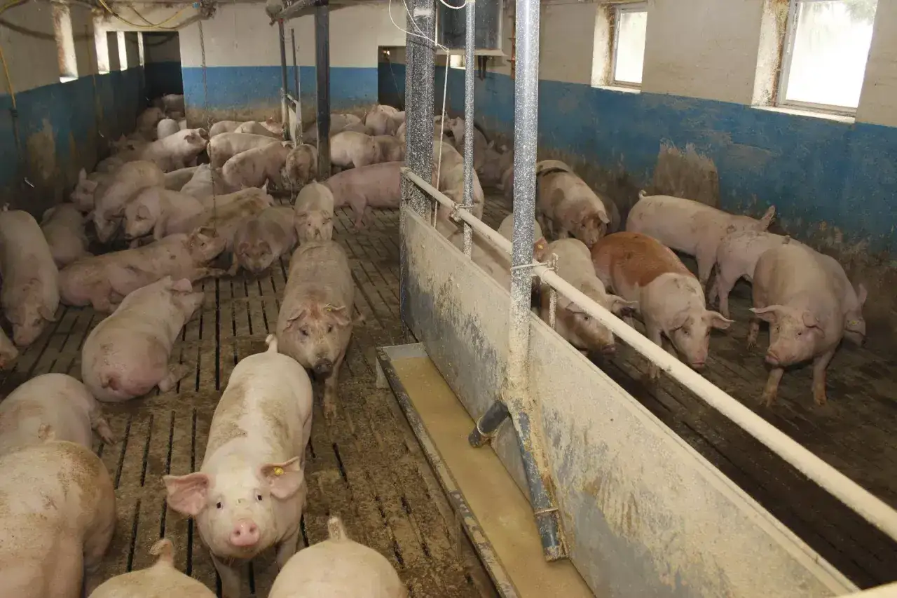 Wiele świń w chlewni, niektóre jedzą z koryta. Zastanawiasz się, czym karmić świnie?