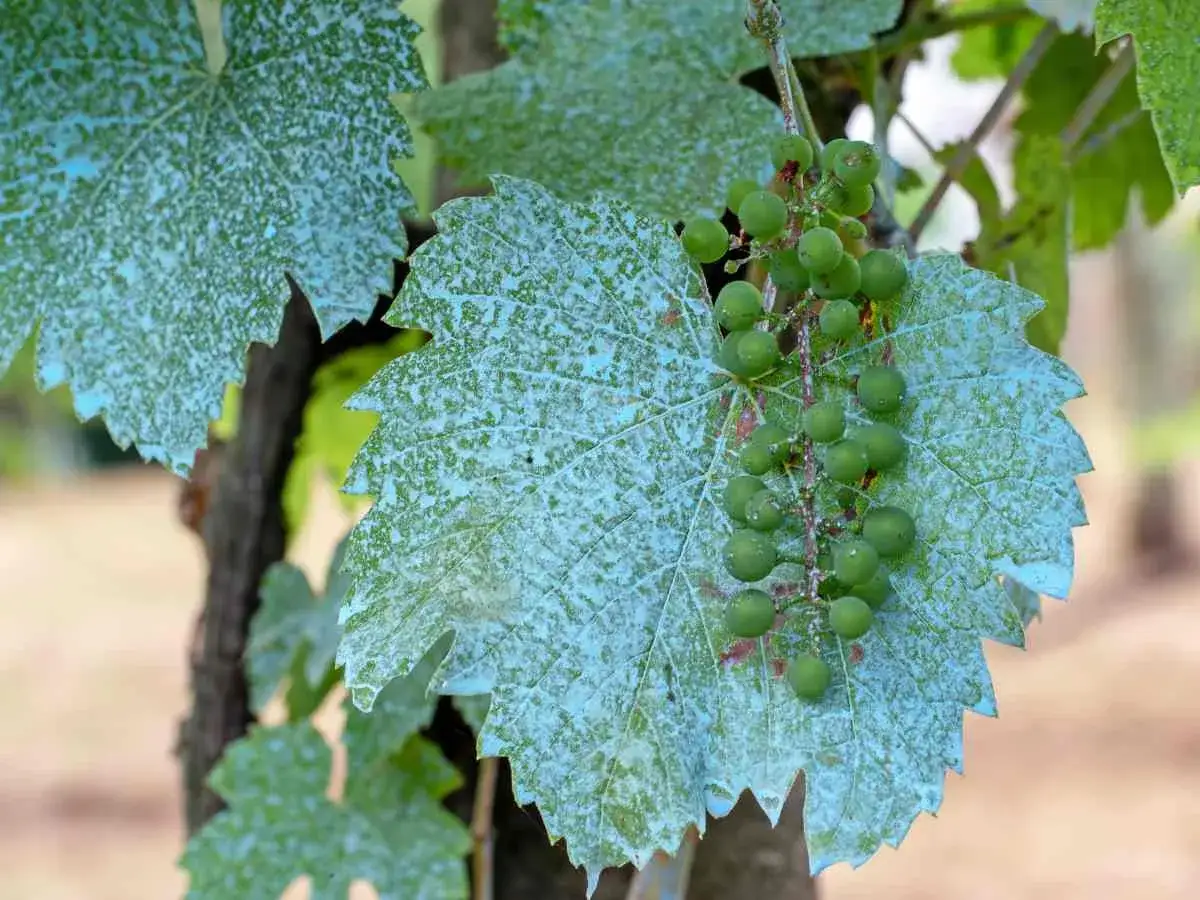 Feuilles de vigne traitées à la bouillie bordelaise, avec une grappe de raisins verts.