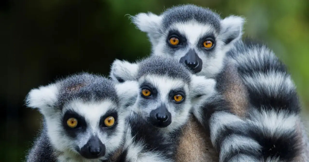 Trzy lemury katta z Madagaskaru, z ich charakterystycznymi, bursztynowymi oczami, wyglądają zza siebie.