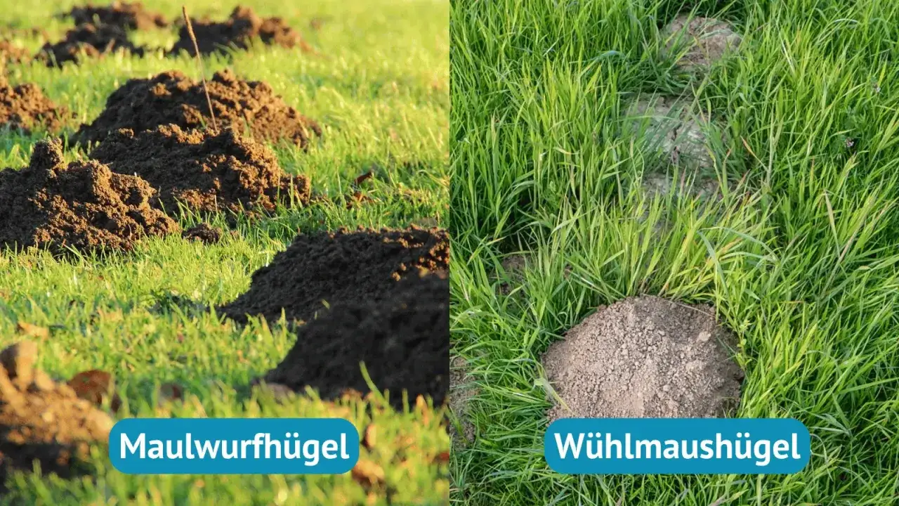 Links Maulwurfsh&uuml;gel, rechts W&uuml;hlmaush&uuml;gel im Gras. Eine kleine Feldmaus k&ouml;nnte sich hier verstecken.