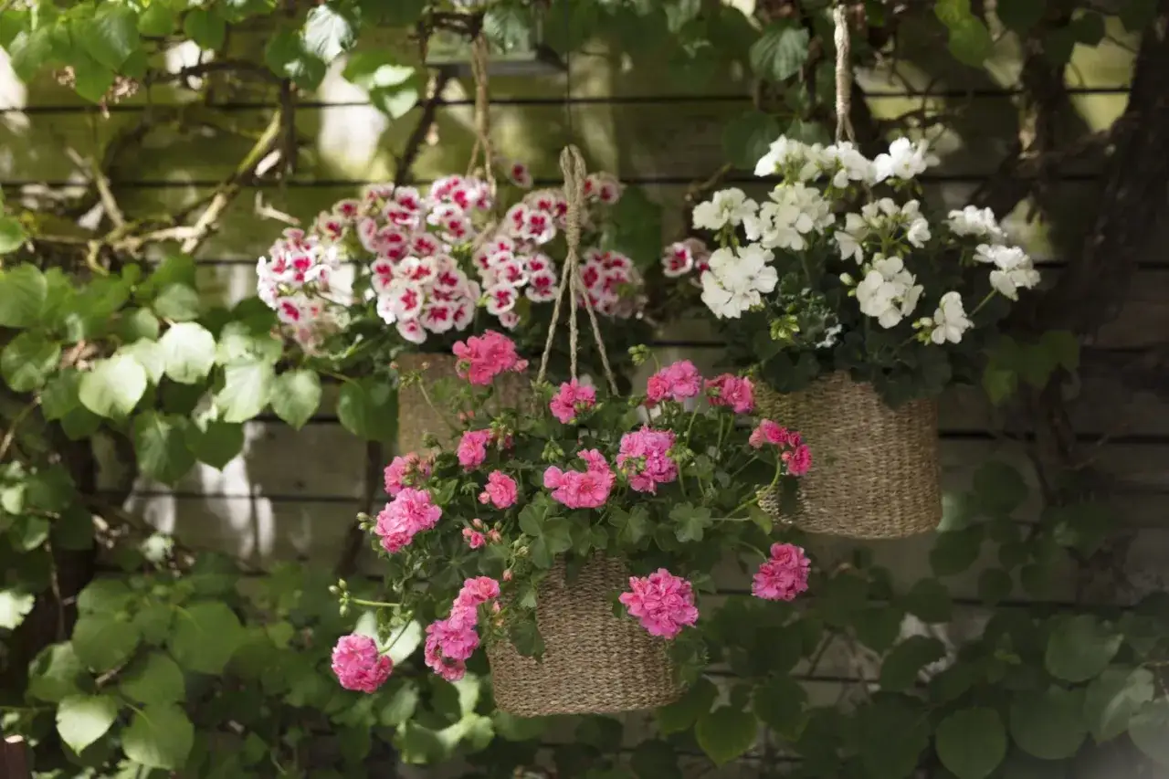 H&auml;ngande amplar med rosa och vita pelargoner. Vattning av pelargoner &auml;r viktigt f&ouml;r att de ska trivas.