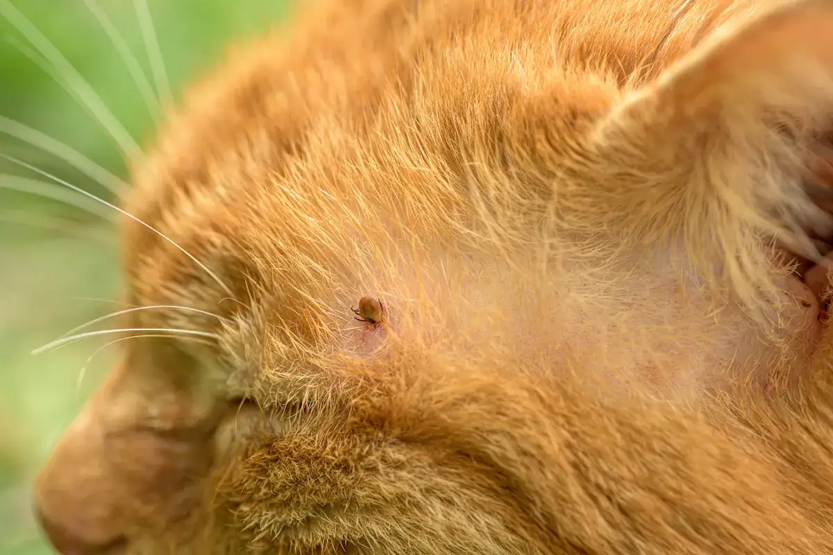 Gros plan sur la tête d'un chat roux, montrant une tique attachée à sa peau. La tique ressemble à une petite araignée sombre, bien ancrée dans le pelage.