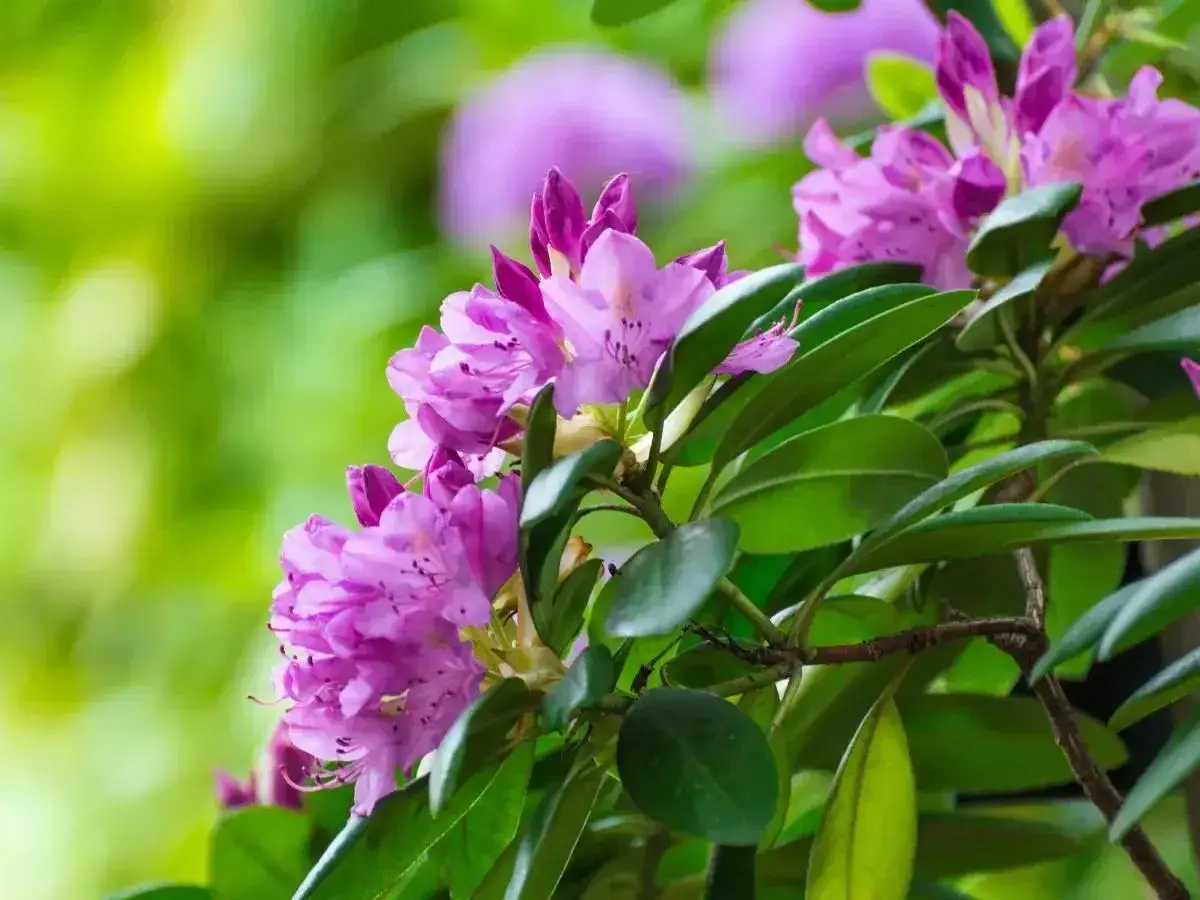 Kwiaty rododendronu w pełnym rozkwicie, gotowe do przycinania po kwitnieniu.