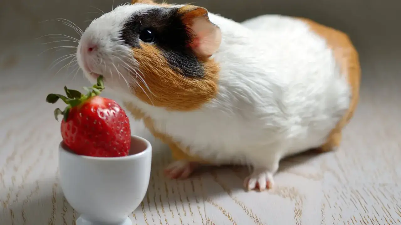 Ein Meerschweinchen nascht gen&uuml;sslich an einer Erdbeere aus einem kleinen wei&szlig;en Napf.