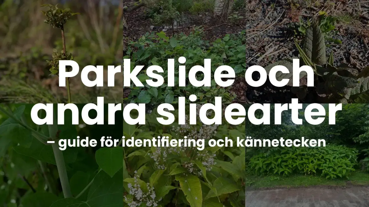 Guide f&ouml;r att identifiera och utrota parkslide och andra slidearter.