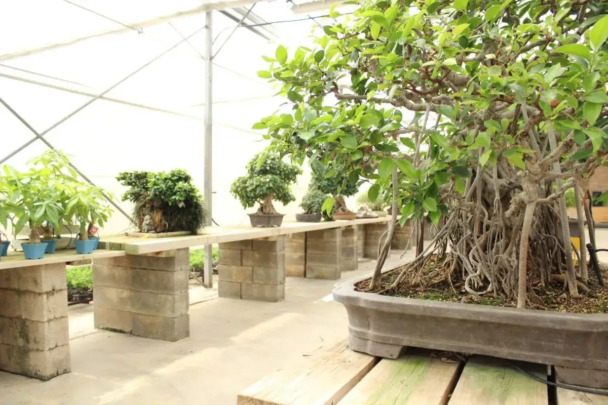 Exhibici&oacute;n de diversos tipos de ficus exterior en un invernadero, con un ficus de ra&iacute;ces a&eacute;reas prominente en primer plano.