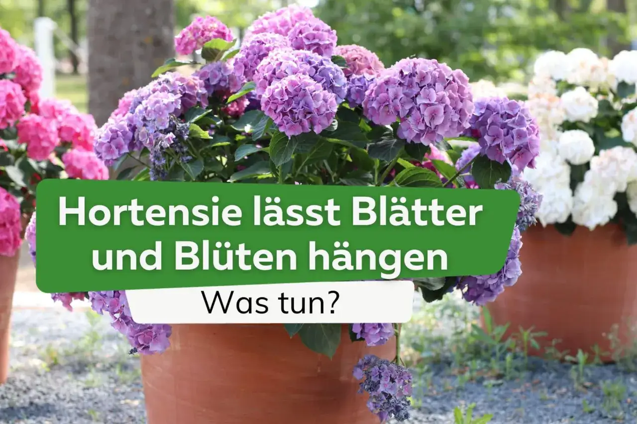 Schlaffe Hortensie trotz Wasser? Die Blüten und Blätter hängen. Was tun?