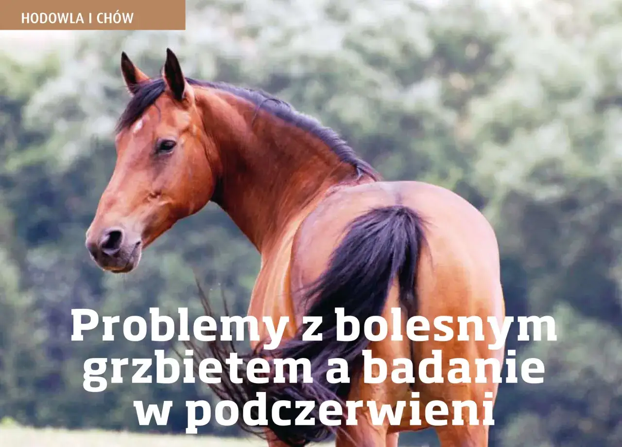 Brązowy koń z czarną grzywą i ogonem, z tekstem 