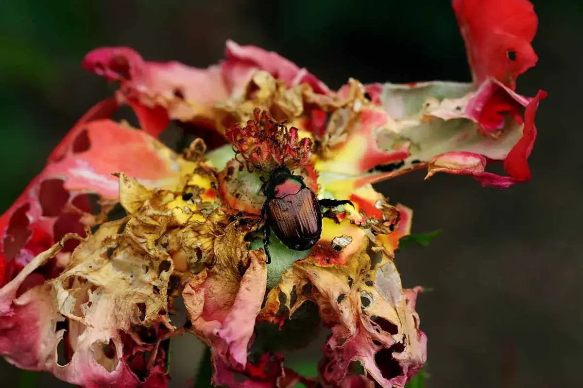 A Japanese beetle feasts on a damaged rose, highlighting the need to know how to get rid of Japanese beetles on roses.