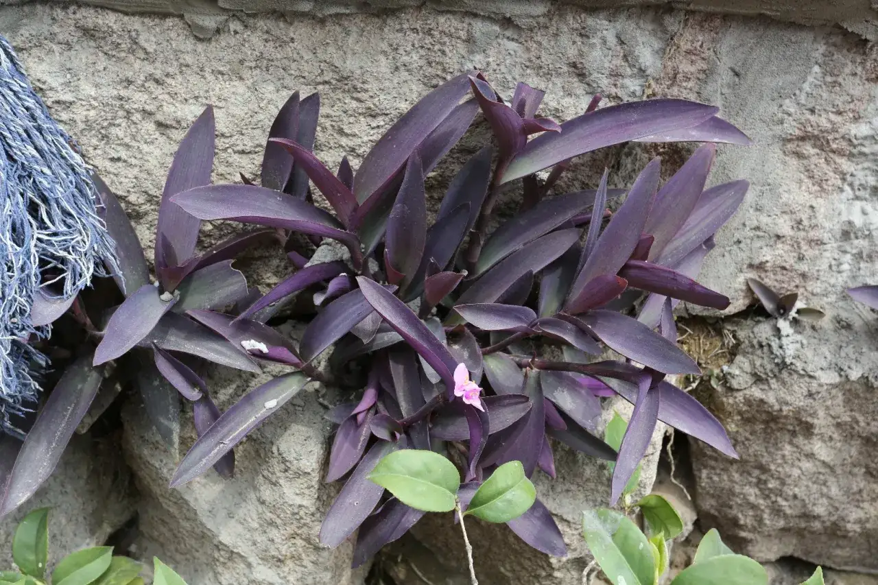 En vacker tradescantia pallida med djup lila blad och en liten rosa blomma växer mot en stenvägg.