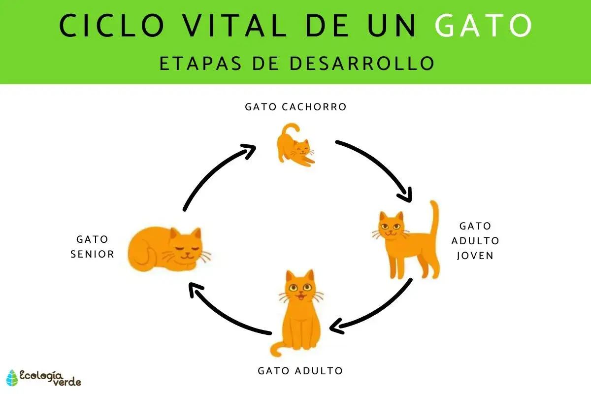 Ciclo vital de un gato: cachorro, adulto joven, adulto y senior. Los gatos crecen hasta la edad adulta, luego envejecen.