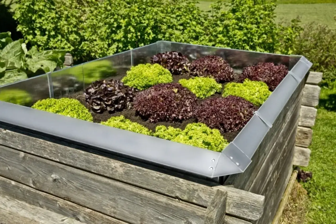 Jardini&egrave;re sur&eacute;lev&eacute;e avec laitues rouges et vertes. Le rebord m&eacute;tallique emp&ecirc;che les limaces de d&eacute;vorer les salades.