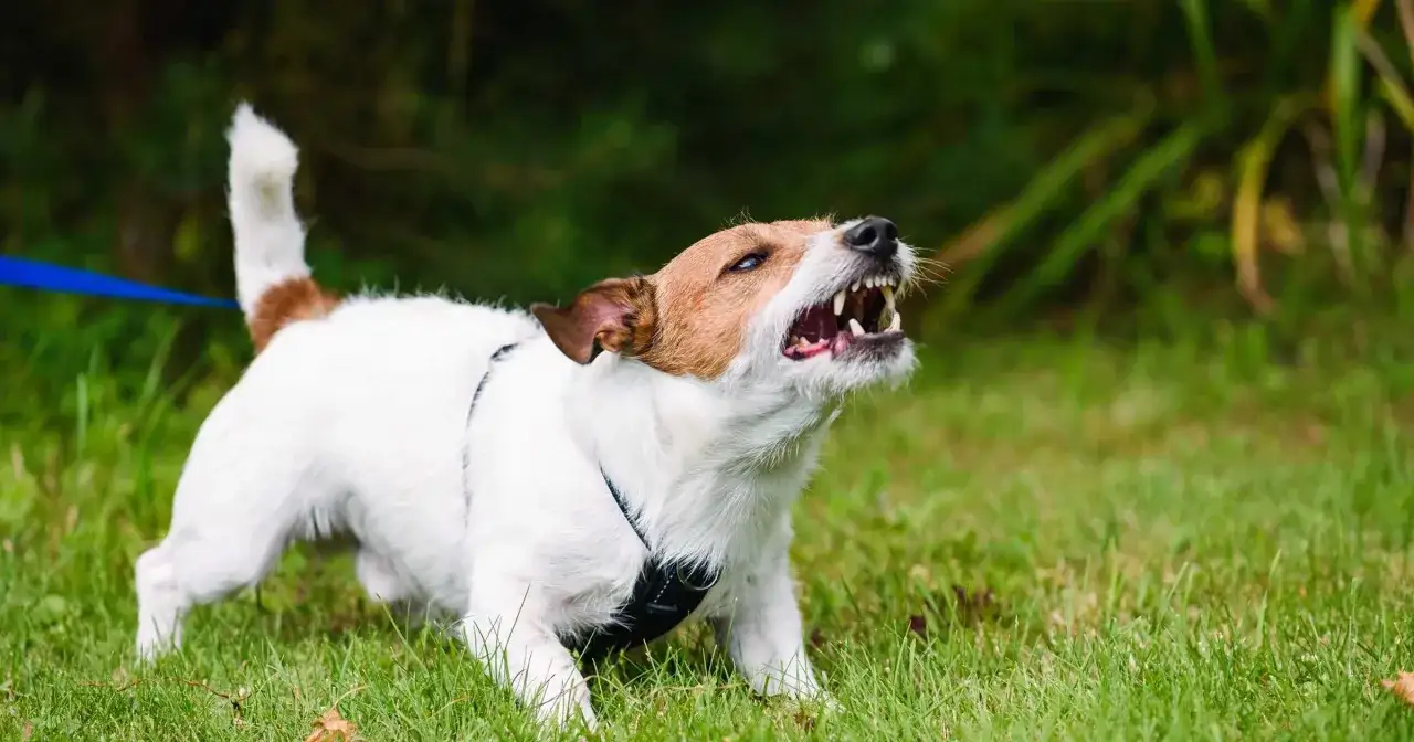 Jack Russell terrier szczeka na spacerze. Ciekawe ciekawostki o psach: czy wiesz, że psy potrafią odczuwać empatię?