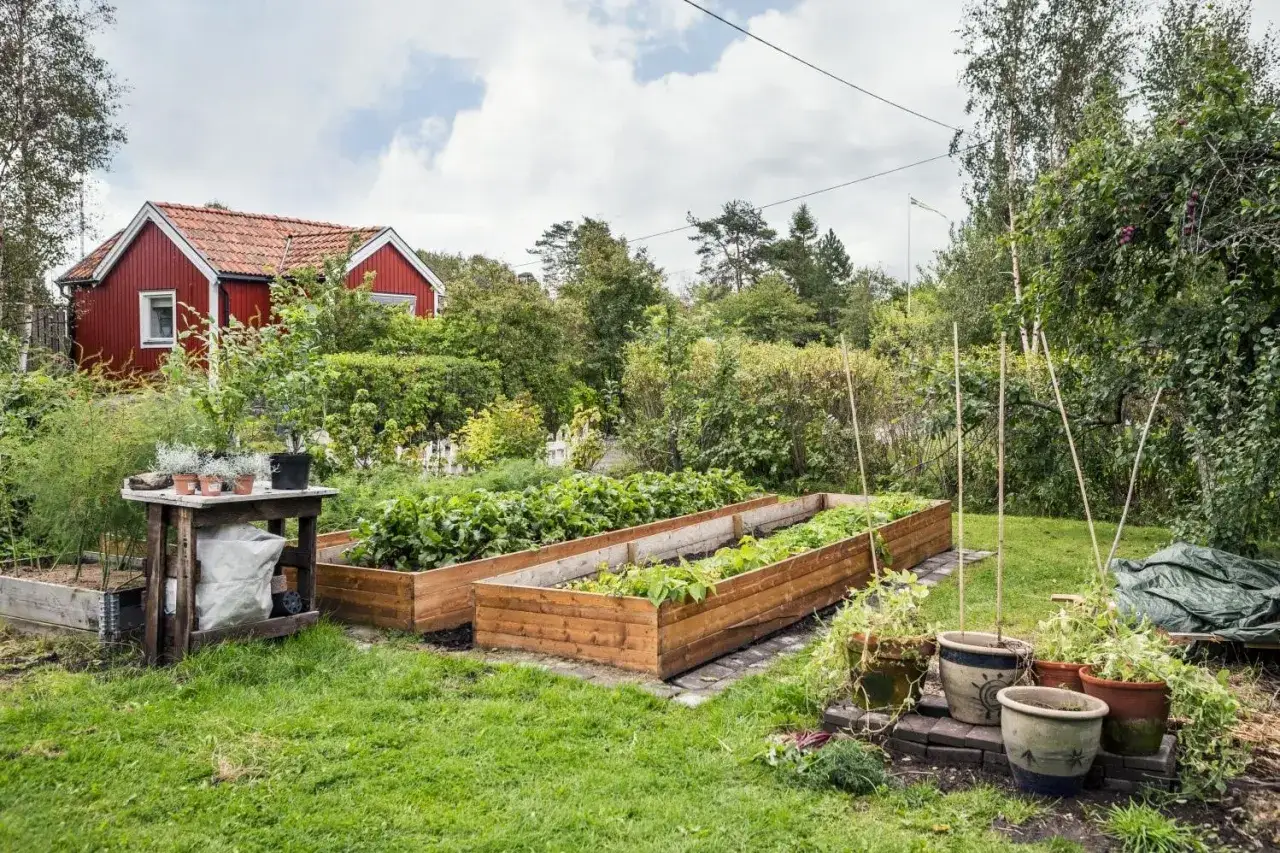 En röd stuga med vita knutar omgiven av grönska. Två upphöjda odlingslådor fyllda med grönsaker ger fin kolonilott inspiration.