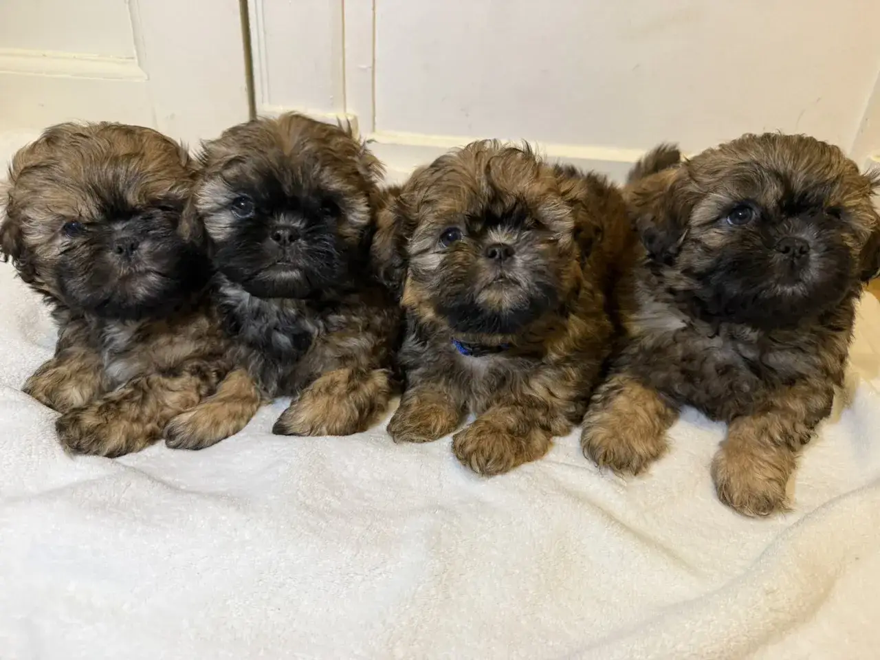 Fyra bruna shih tzu-valpar med mjuk päls, som visar deras lekfulla shih tzu-temperament.