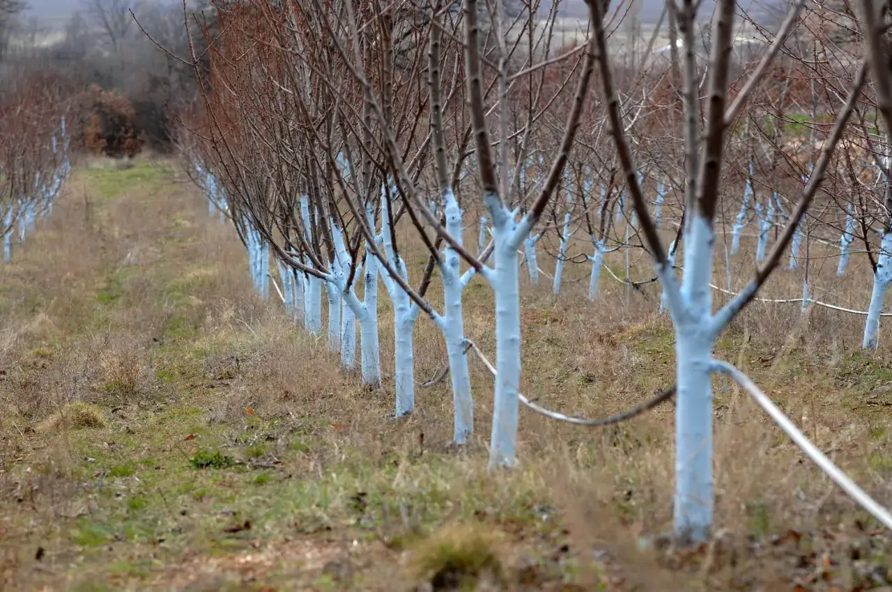 Rangée d'arbres fruitiers aux troncs blanchis, prêts pour l'hiver. Le **dosage bouillie bordelaise pour arbres fruitiers** protège contre les maladies.