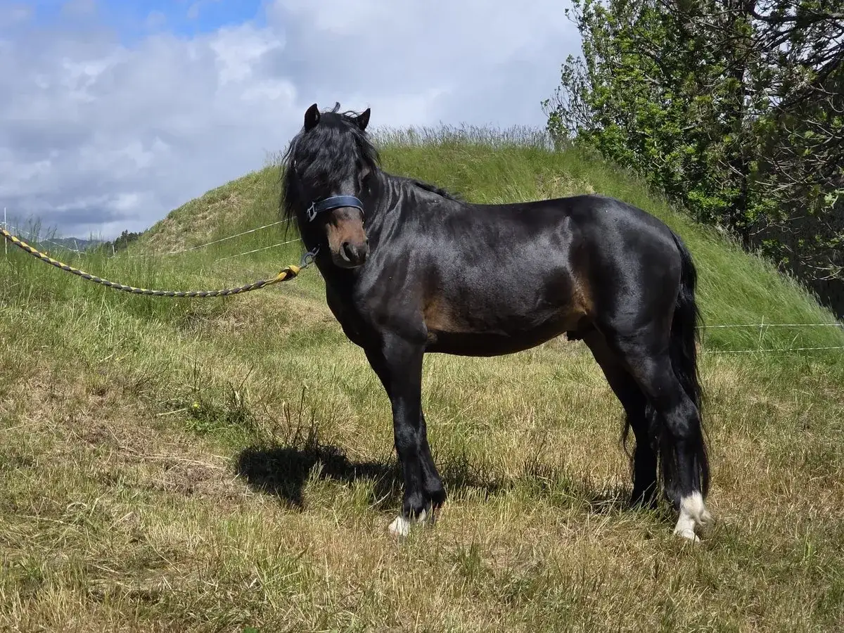 Un poney fran&ccedil;ais de selle, noir aux crins longs, se tient dans un pr&eacute; verdoyant sous un ciel nuageux.