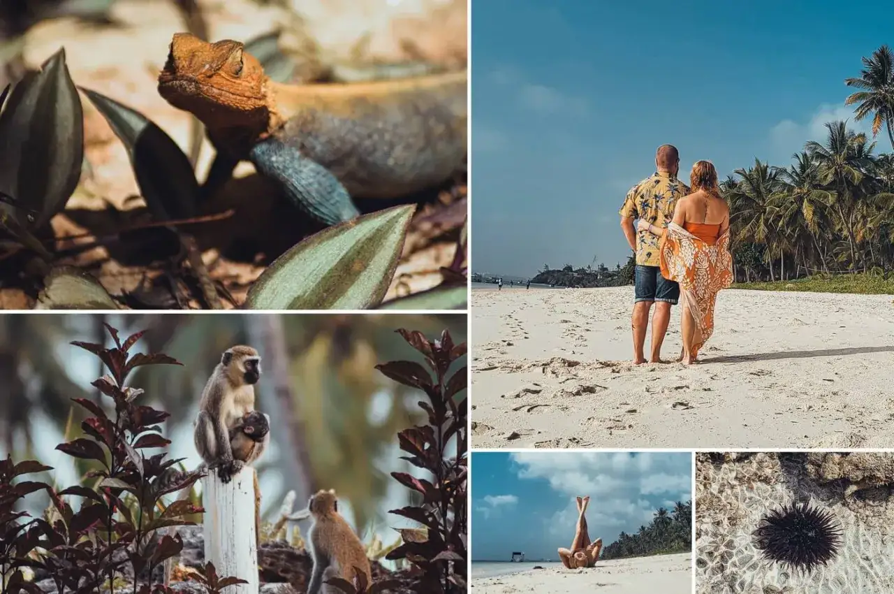 Kenia, grudzień: jaszczurka, małpy, para na plaży i jeżowiec. Idealna pogoda na safari i wypoczynek.