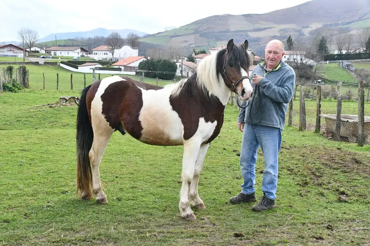 Un homme tient en laisse un cheval pie brun et blanc dans un pré verdoyant, avec des maisons basques et des collines en arrière-plan. C'est le **diarado d'Euskadi**.