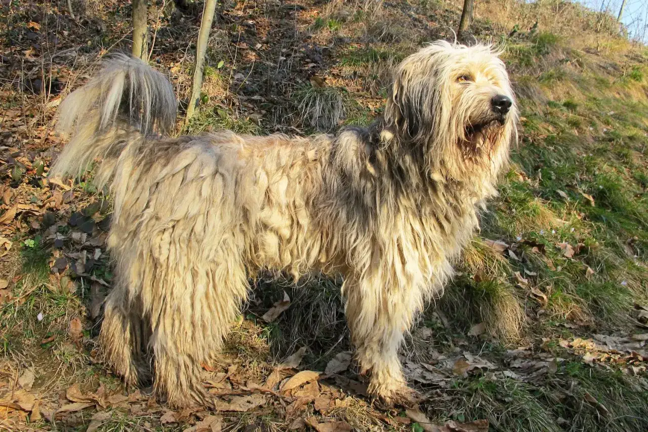 Owczarek bergamasco z charakterystyczną, dredowatą sierścią stoi na tle leśnej polany.