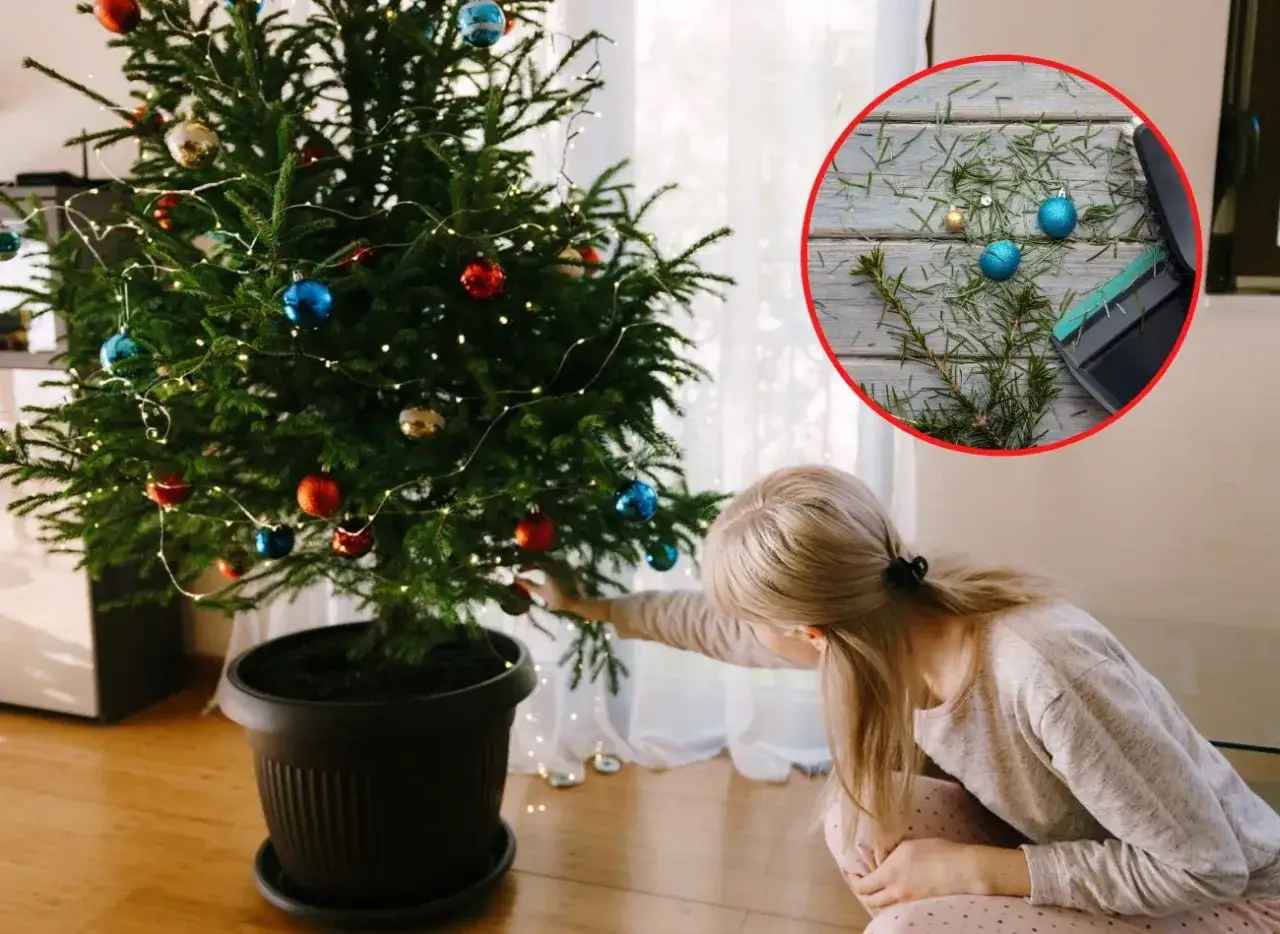 Usychająca choinka w doniczce