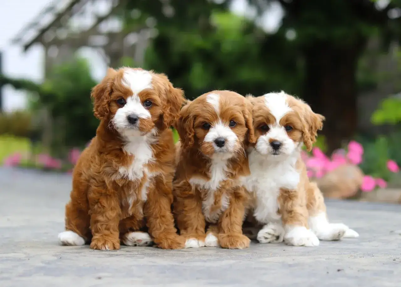 Trzy urocze szczenięta cavapoo siedzą obok siebie. Ich waga jest idealna do przytulania.