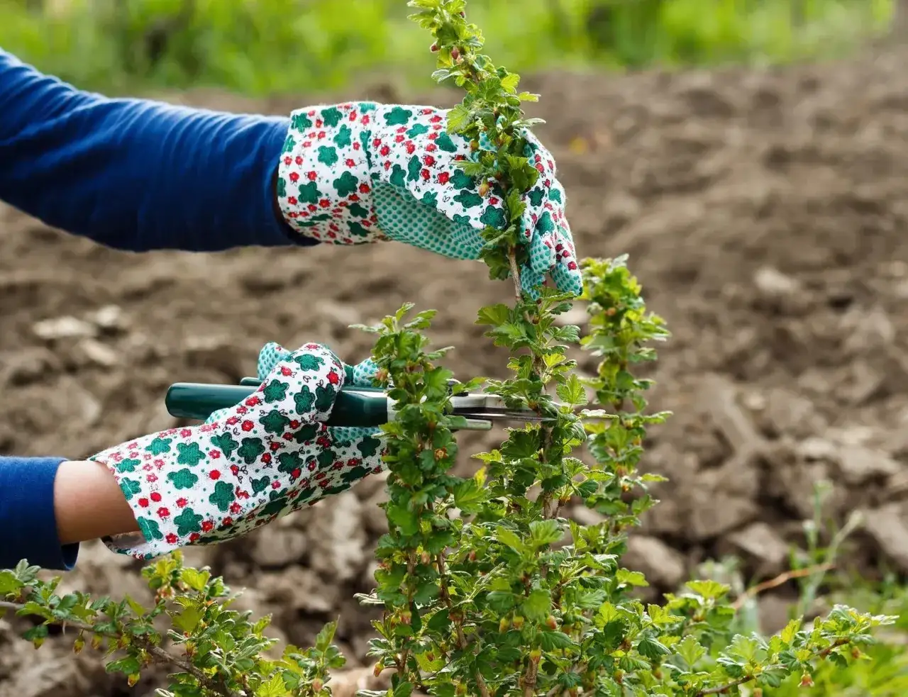 H&auml;nde mit Gartenhandschuhen schneiden junge Triebe eines Stachelbeerstrauchs.