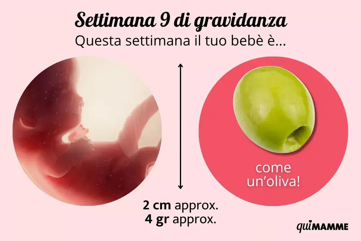 A 9 settimane di gravidanza, il feto &egrave; grande come un'oliva, circa 2 cm e 4 grammi.