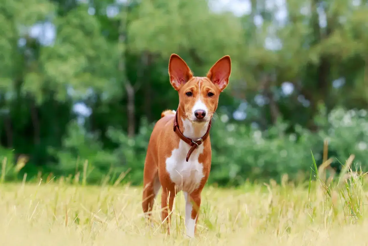 Ein Basenji-Hund steht im Gras. Diese Rasse ist bekannt dafür, dass es Hunde sind, die nicht bellen, sondern eher jodelnde Laute von sich geben.