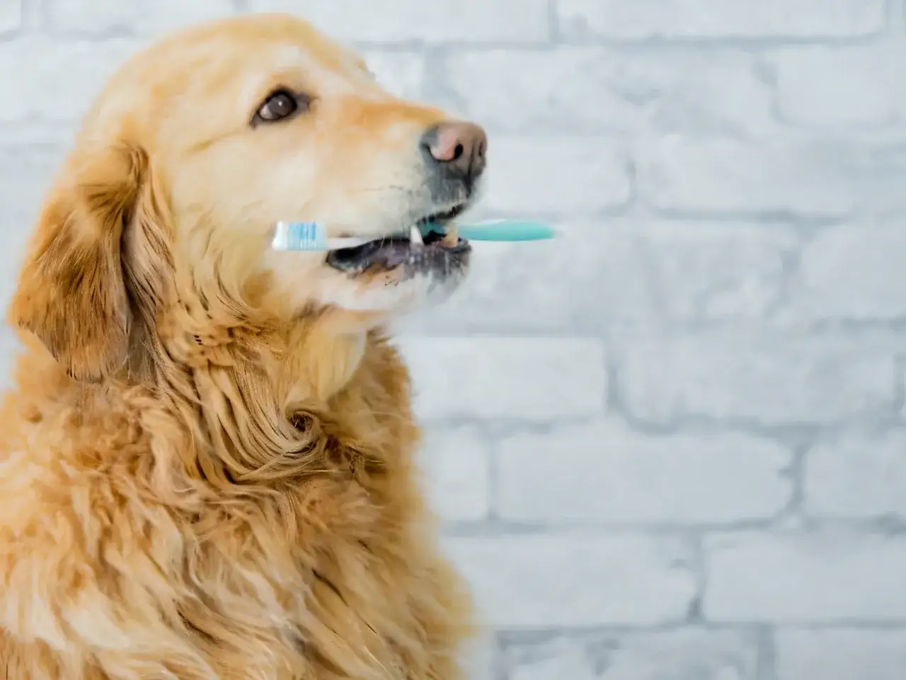 Golden Retriever with a toothbrush in its mouth, demonstrating the best way to brush dog teeth.