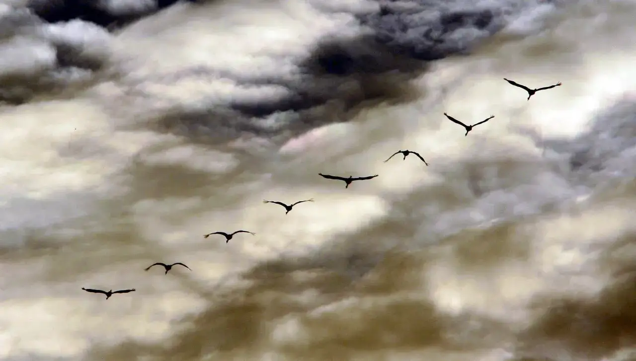 Porównanie formacji lotu ptaków: klucz a murmuration