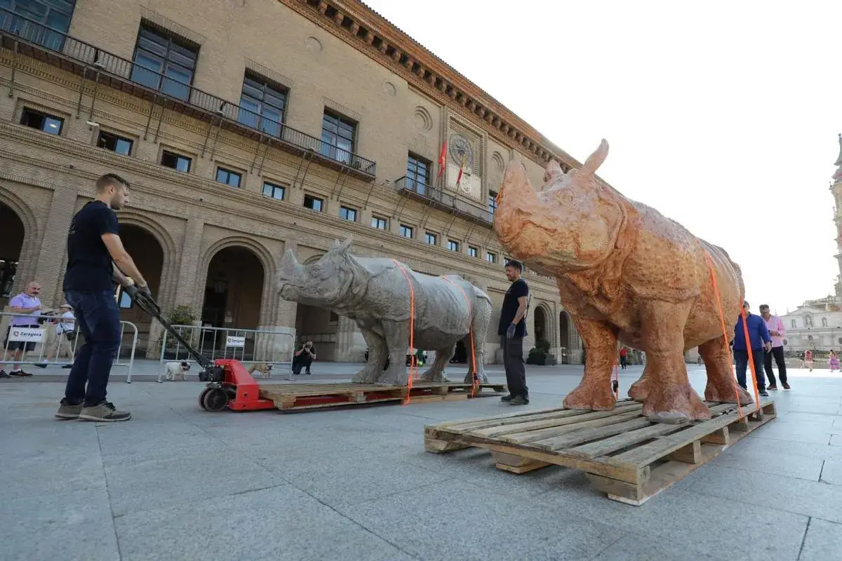 Dos esculturas de rinocerontes son preparadas para su exhibición en la Plaza del Pilar, Zaragoza.